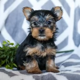  cuccioli di yorkshire terrier 