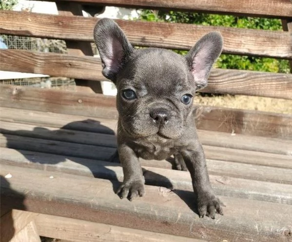 cucciolo di bulldog francese