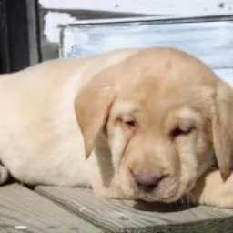 adorabili  labrador