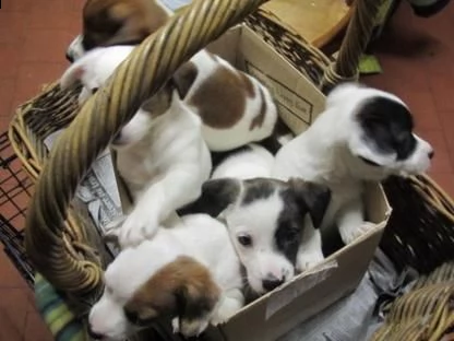 regalo jack russell terrier