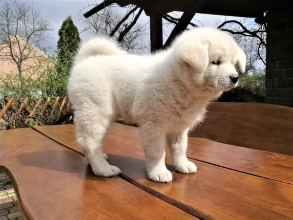 regalo akita splendidi cuccioli..
