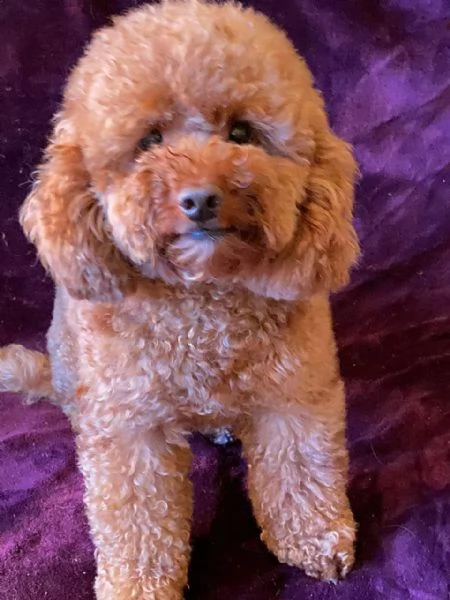 regalo abbiamo cuccioli di barboncino