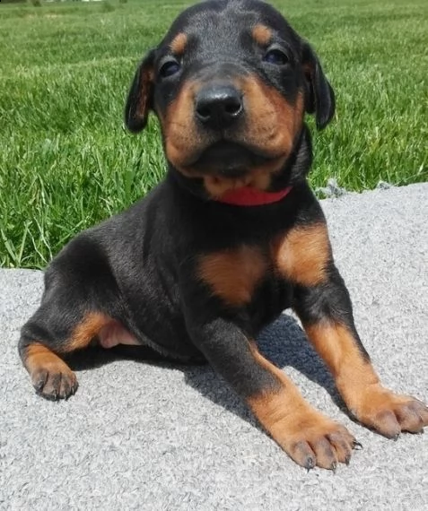 regalo adorabili cuccioli dobermann femminucce e maschietti
