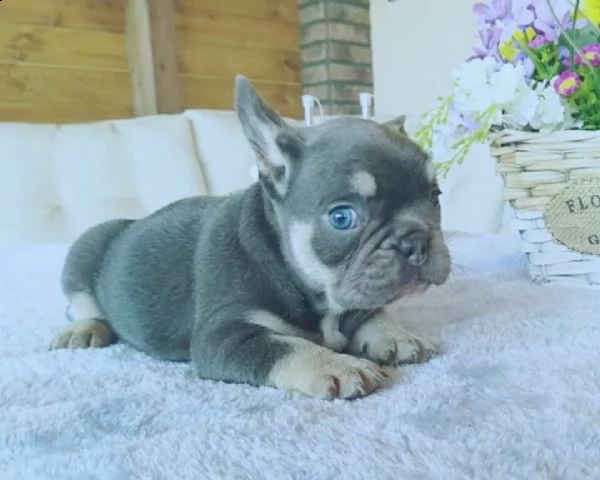 abbiamo disponibili dolcissimi cucciolini di bulldog francese, 