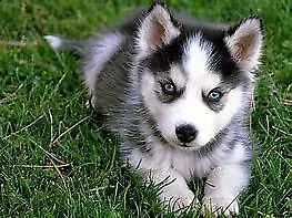 cuccioli di siberian husky interessanti e molto inteligenti da tenere