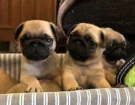 cucciolo di carlino inteligentissimo perfettissimo e tranquillissimo