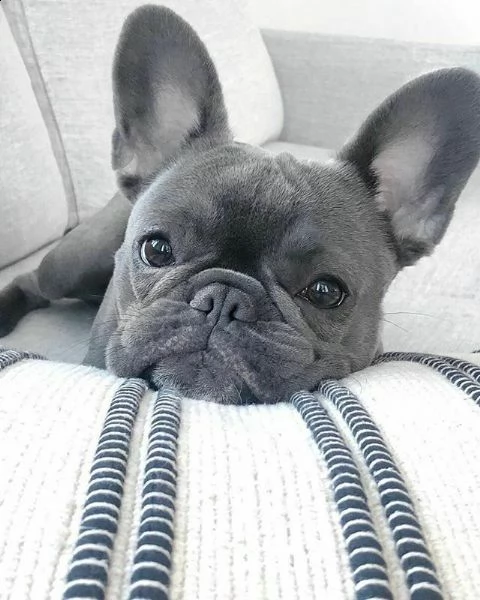 socievolissimi e ammalianti cuccioli di bulldog francese,
