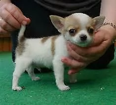 cucciolo di chihuahua toy buonissimo bellissimo