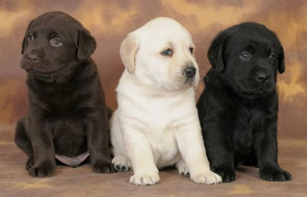 cucciolo di labrador bellissimo tenerissimo e perfetto di 70 giorni 