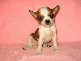 cucciolo di chiwawa mini toy perfettissimo originalissimo