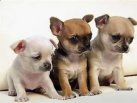 pincher chiwawa mini toy dolcissimo e molto interessantissimo