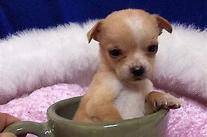 cucciolo di pincher chiwawa mini toy buonissimo intrigantissimo 