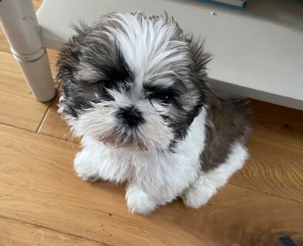 piccoli cuccioli shihtzu