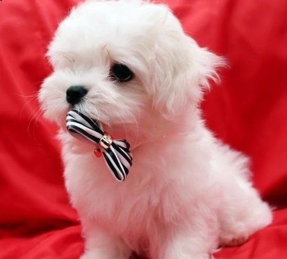 piccoli cuccioli shihtzu | Foto 3