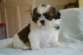 cucciolo di shitzu mini toy buoni e molto inteligentissimo