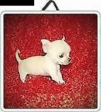 cucciolo di chiwawa mini mini toy velocissimo inteligentissimo e sanissimo 