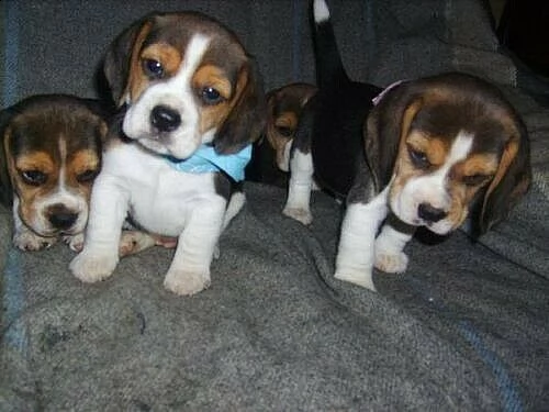 cucciolo di beagle perfettissimo inteligentissimo e afetuosissimo di 2 mesi e mezzo 