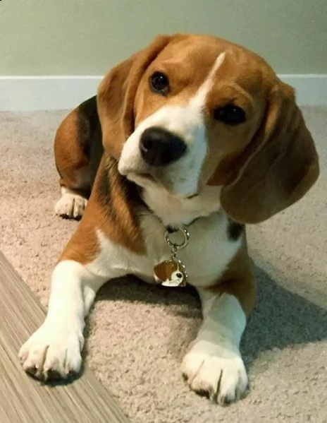 disponibili a nostra disposizione dei intelligentissimi cucciolini di beagle, di due mesi