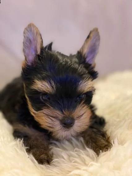 qui abbiamo i nostri adorabili cuccioli di yorkshire pronti per l'adozione