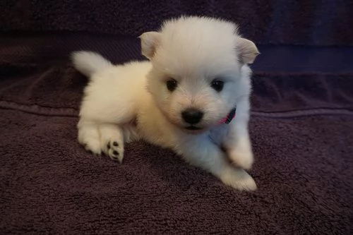 american eskimo dog