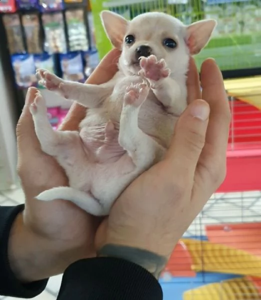 affettuosi cuccioli di chihuahua, teneri e coccoloni, d