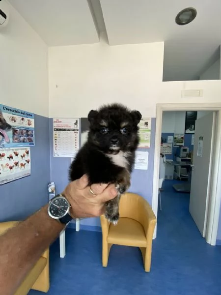 come da titolo si cede spitz tedesco /pomerania 