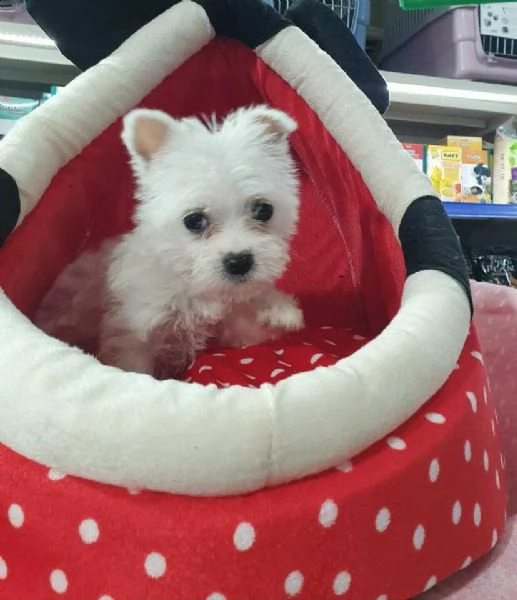 affettuosi cuccioli di maltese, teneri e coccoloni, di 2 mesi e mezzo