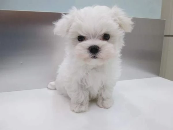 cucciolo di maltese mini mini giocarelloni originalissimi e batuffoli 