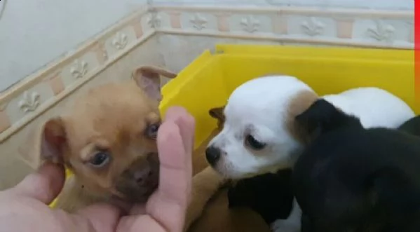 dispongo di una bellissima cucciolata,maschi e femmine v