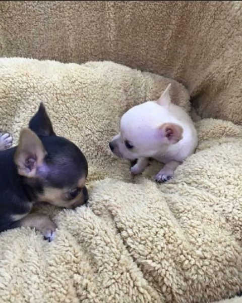 mini mini cucciolini pincher chihuahua toy di 2 mesi e mezzo 