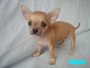 cedesi cucciolini pincher chihuahua toy mini di 2 mesi