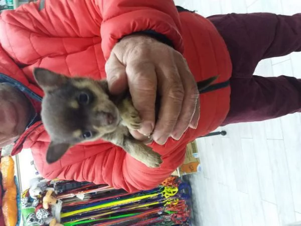 cuccioli di mix pincher chihuahua
