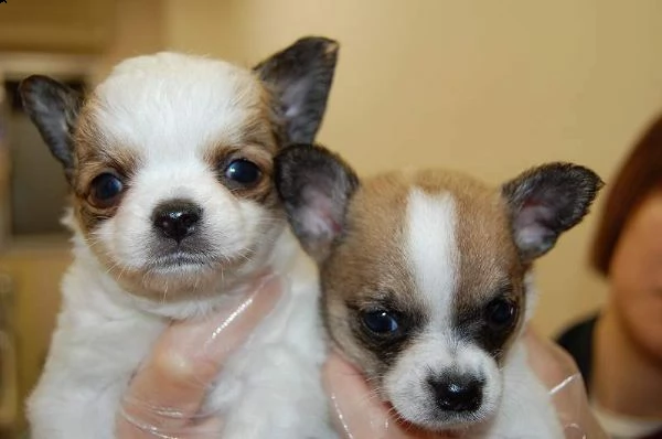 cucciolo di pincher chihuahua toy meravigliosi eccellenti