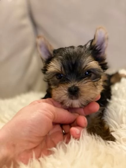 qui abbiamo i nostri adorabili cuccioli di yorkshire pronti per l'adozione