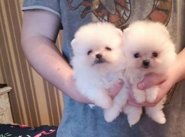 meravigliosi cuccioli di spitz pomerania.disponibili 