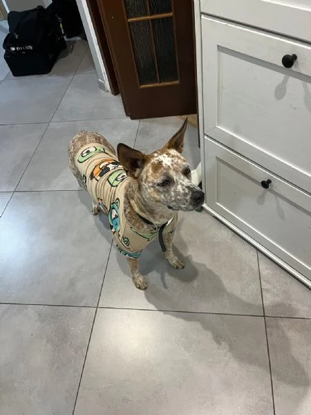 cucciola meticcio di un anno e mezzo cerca casa | Foto 3