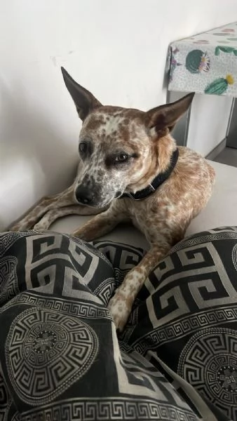 cucciola meticcio di un anno e mezzo cerca casa | Foto 1