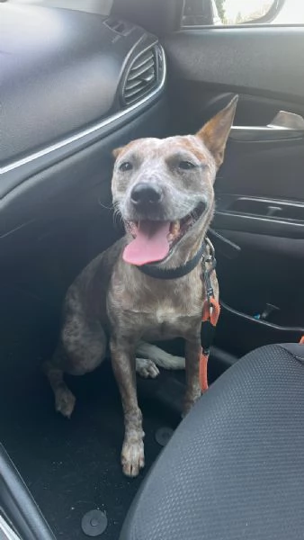 cucciola meticcio di un anno e mezzo cerca casa | Foto 0