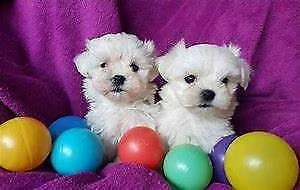 cucciolo di maltese mini mini toy buonissimo originalissimo e generosissimo