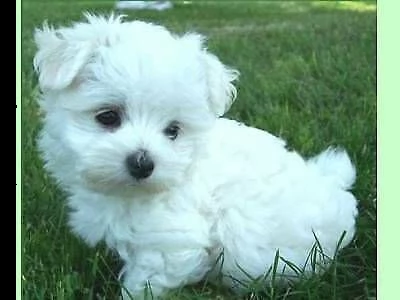 disponibili cuccioli di maltese mini toy tenerissimi e