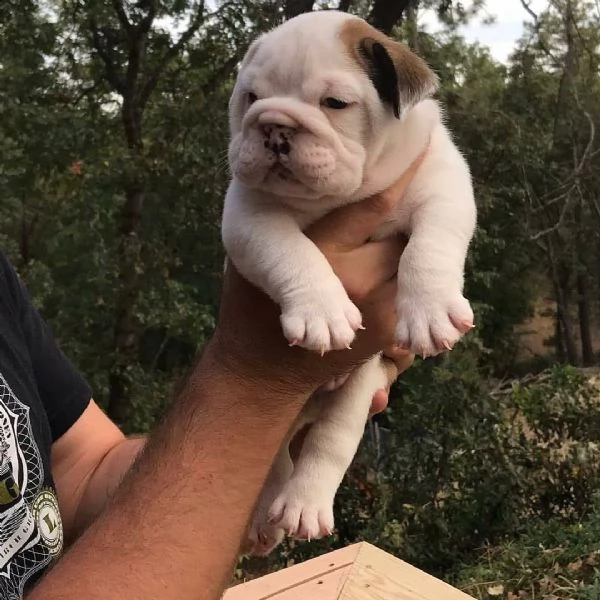 english bull dog