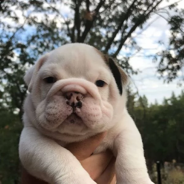 english bulldog