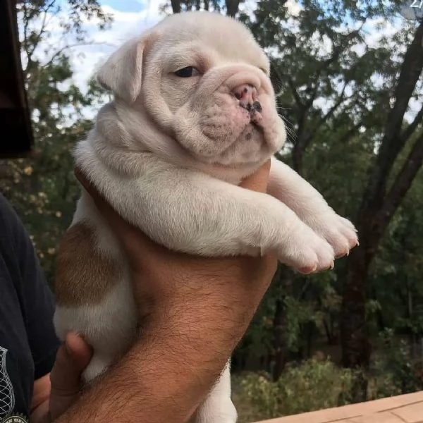 english bulldog