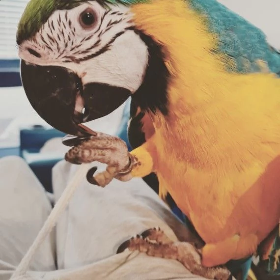 ecco il mio bellissimo pappagallo ara blu e oro per l'adozione | Foto 0