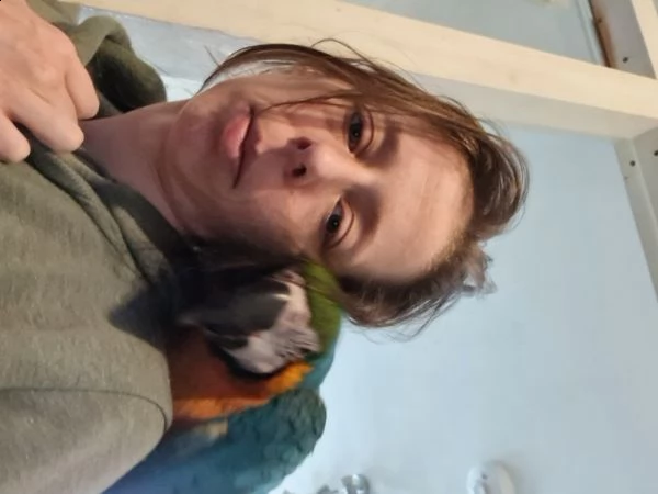 ecco il mio bellissimo pappagallo ara blu e oro per l'adozione