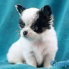 abbiamo disponibili cucciolotti assuefatti e belli di pincher chihuahua 