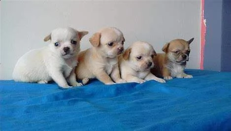 disponibili cuccioli di chihuahua pincher toy piccolissimi