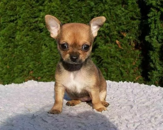 disponiamo cuccioli di pincher chihuahua giocarelloni 