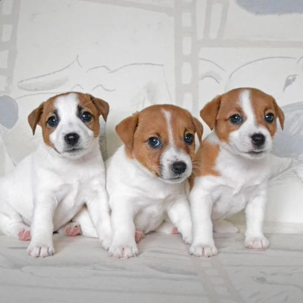  regalo jack russell cuccioli