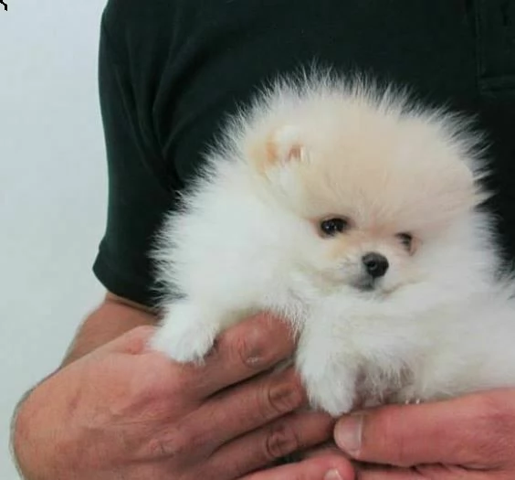 mini star cucciolini volpini pomerania toy sincerissimi sanissimi